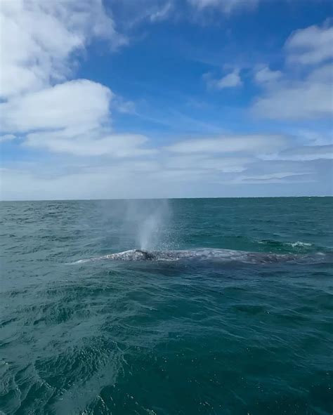 Baja Mexico's Best Tour: Guerrero Negro Whale Watching