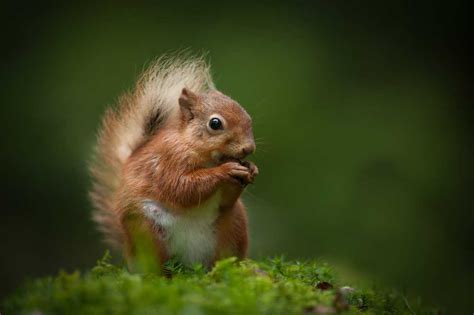 A Lovely Little Guide to Lake District Wildlife