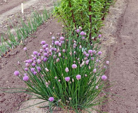 Chives: Plant Care and Collection of Varieties - Garden.org