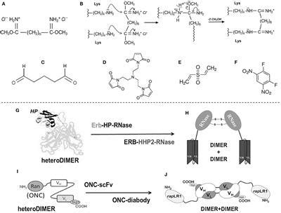 Frontiers | Biological Activities of Secretory RNases: Focus on Their ...