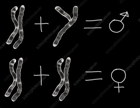 X & Y chromosomes concept - Stock Image - P656/0145 - Science Photo Library