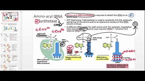 Aminoacyl tRNA synthetase ~ Everything You Need to Know with Photos ...