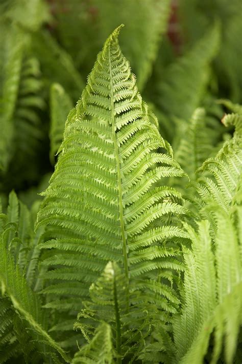 9 Low-Maintenance Ferns to Liven Up Your Shade Garden in 2020 | Perennials, Shade garden, Shade ...