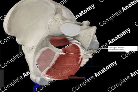 Coccygeus Muscle | Complete Anatomy