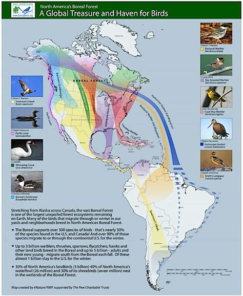 New Report Analyzes Tar Sands Threat to America’s Migratory Birds ...