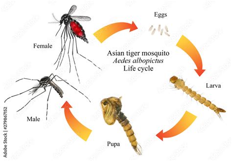 Asian tiger mosquito or forest mosquito, Aedes albopictus (Stegomyia ...