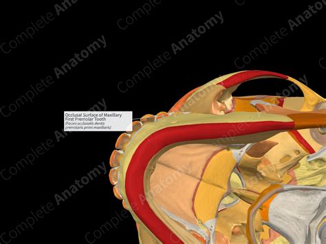 Occlusal Surface of Maxillary First Premolar Tooth | Complete Anatomy