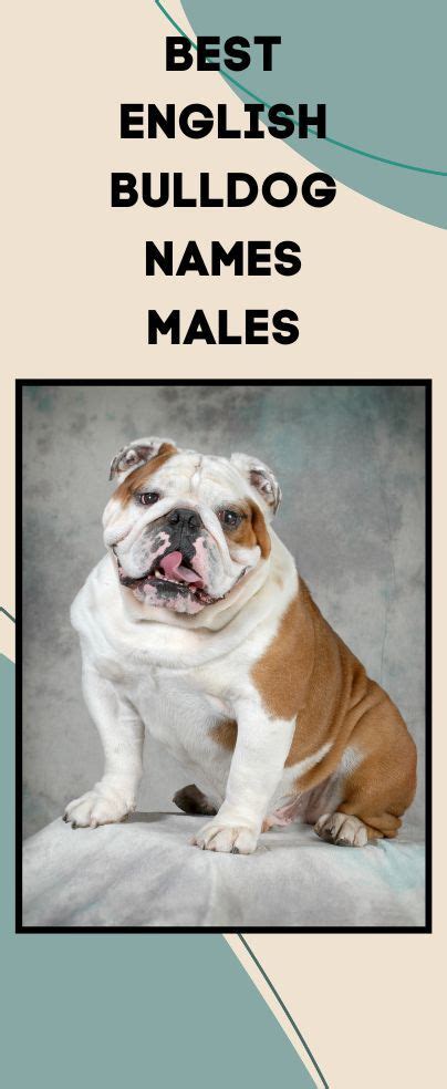 Best english bulldog names males – Artofit