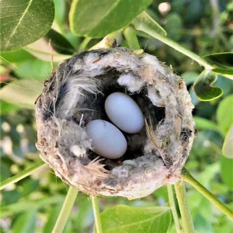 Hummingbird Eggs: The Amazing Facts & Plenty of Pictures