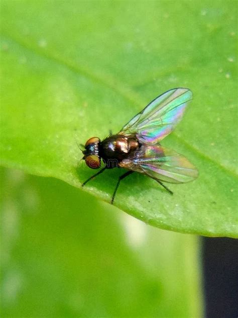 A Baby Fly Resting on a Leaf Stock Photo - Image of leaf, baby: 146985416