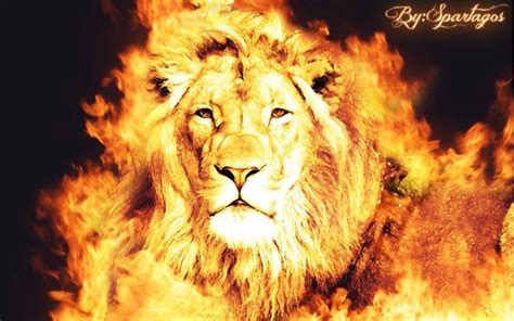 Ilaria Brunelli - Timeline Photos | Facebook | Fire lion, Lion painting ...