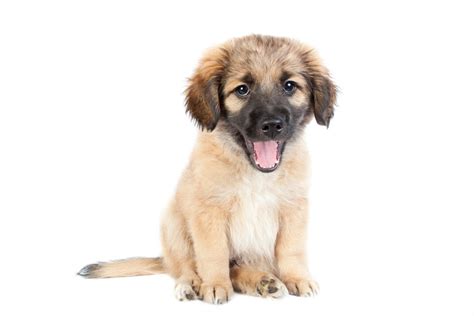 A Quick Guide To The Golden Shepherd - Ultimate Pet Nutrition