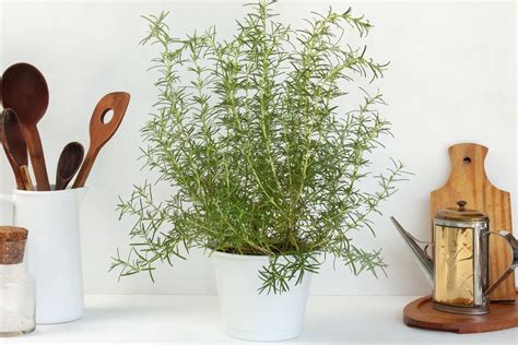 Rosemary: Indoor Plant Care & Growing Guide