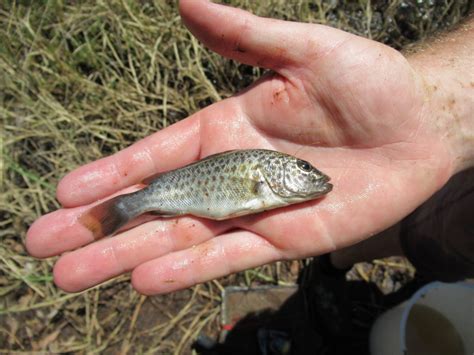 Finding out about fish in the Fitzroy - NESP Resilient Landscapes Hub