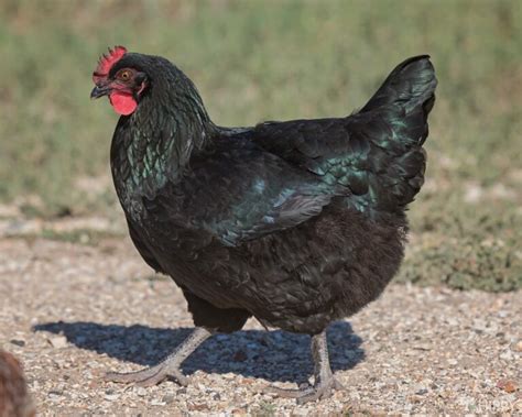 Marans Chicken Breed: What You Need to Know