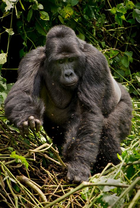 A photo safari in incredible Uganda - Africa Geographic