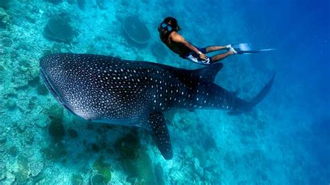 10 BEST MALDIVES RESORT FOR WHALE SHARK - The Travel Blog - Naalis ...