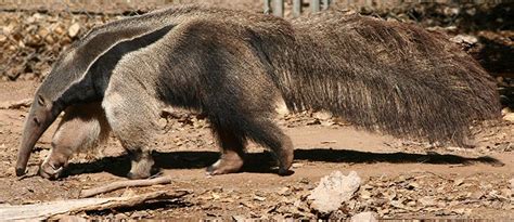 Myrmecophagidae - anteaters | Wildlife Journal Junior