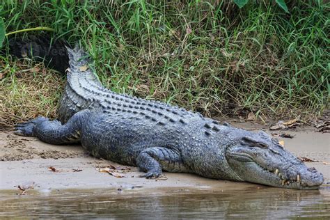 Saltwater Crocodile Crocodylus porosus Daintree Queensland Australia 2633936 Stock Photo at Vecteezy