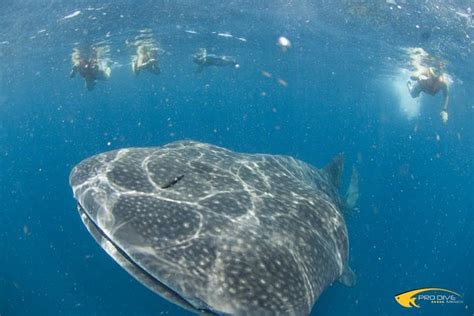 Whale Shark Snorkeling Adventure In Isla Contoy With Lunch: Triphobo