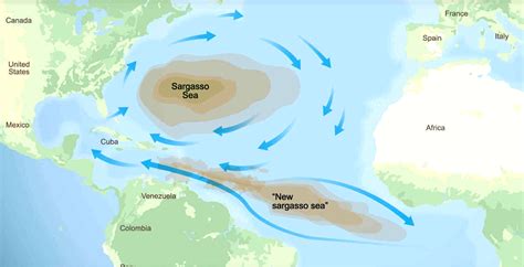 NEW SARGASSO SEA CRISIS SOUTH ATLANTIC OCEAN PLAGUE SARGASSUM SEAWEED DEADLY WORLD EPIDEMIC ...