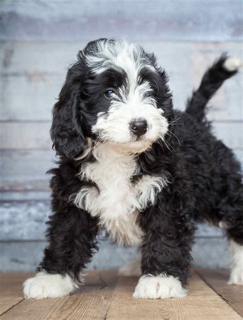 Poodle Mixes - The Twenty Most Popular Doodle Dogs | Doodle dog breeds, Poodle mix dogs, Doodle dog