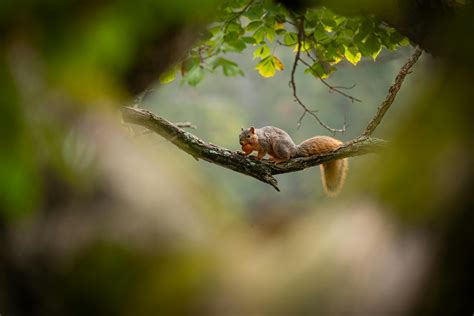 Forest Squirrel Photos, Download The BEST Free Forest Squirrel Stock ...