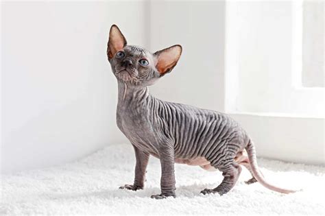 Grey Sphynx Cat: Facts, Genetics & FAQs (With Pictures)