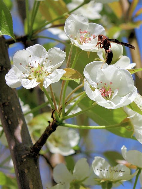 Pear Tree Pollination Photograph by Kristin Elmquist