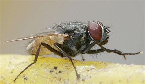 Diptera 101: The Abundant World Of The "True Flies" - Earth Life