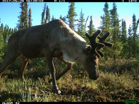 Habitat restoration alone not enough to support threatened caribou: study