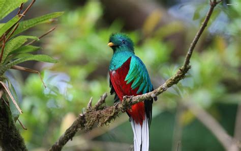 Download Resplendent Quetzal Guatemala Wallpaper | Wallpapers.com