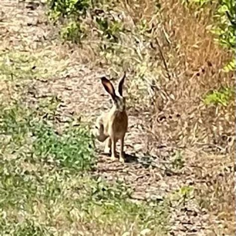 Leporidae: a Animal nature observation in the ecosystem Buffer strip ...