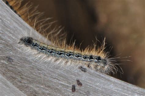 Eastern Tent Caterpillar Moth (Caterpillars of Ontario) · iNaturalist