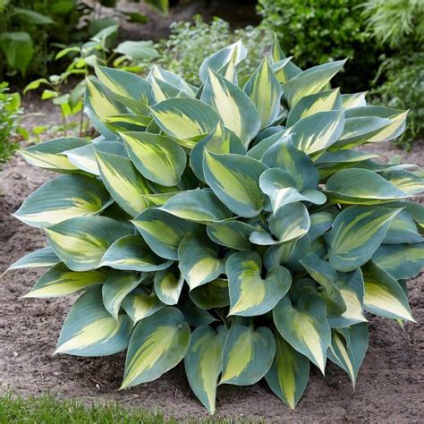 11 Perennial Plants That You Can Grow All Year Round