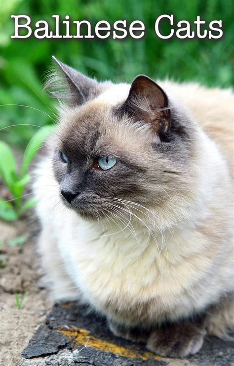 A Complete Guide To Balinese Cats