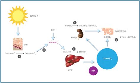 Vitamin D Deficiency and Heart Disease, Cancer, Asthma and Diabetes