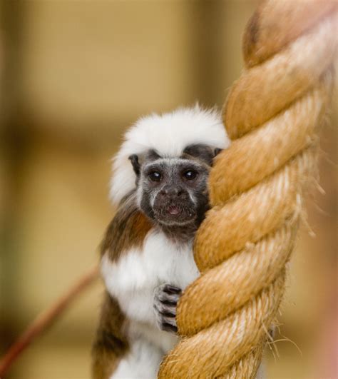 Monkey - Tamarin Cotton Top Free Stock Photo - Public Domain Pictures