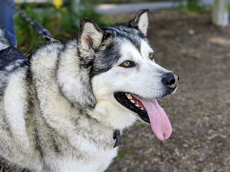 Malamute Meeting | When Don, Alex and Benni were walking wit… | Flickr