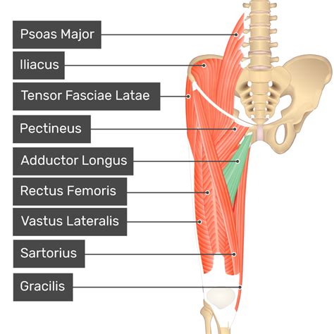 Adductor Longus Muscle | GetBodySmart