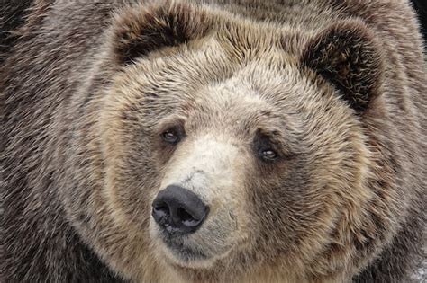 Premium Photo | Bears in noboribetsu bear park in ,hokkaido, japan.