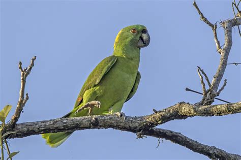 The Best Parrot Species for Your Personality - Port Orchard Parrots Plus