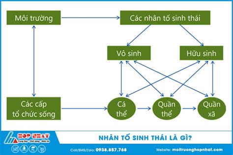 Hướng dẫn vẽ Giới hạn sinh thái là gì vẽ sơ đồ thống kê môi trường