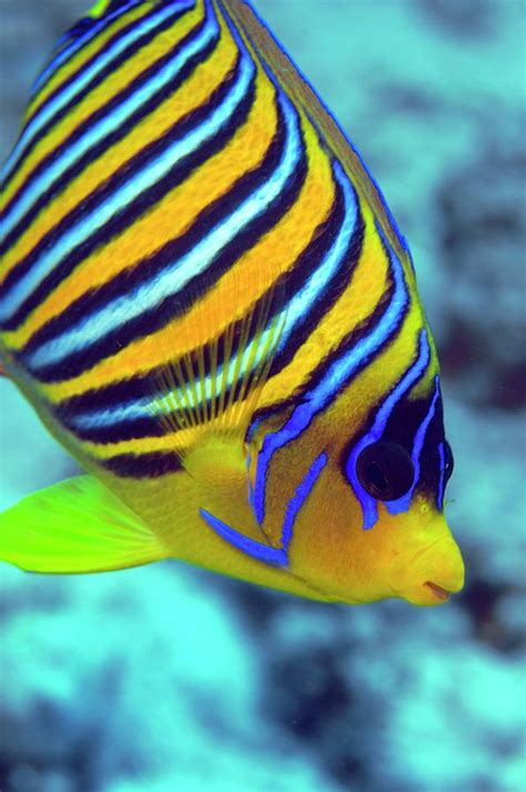 Regal Angelfish Photograph by Louise Murray - Fine Art America