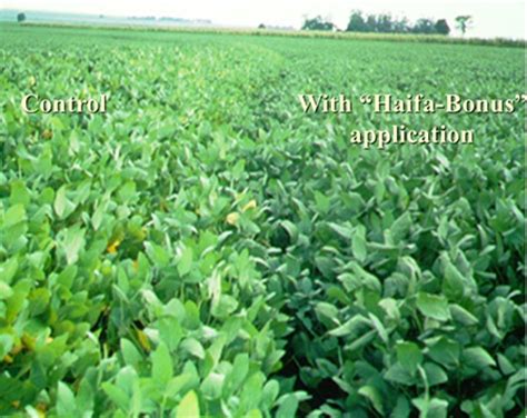 Soybean fertilizer: get healthier and higher soybean yield | Haifa Group