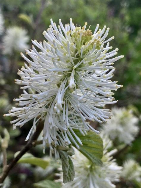 Fothergilla | Plants, Dandelion, Flowers