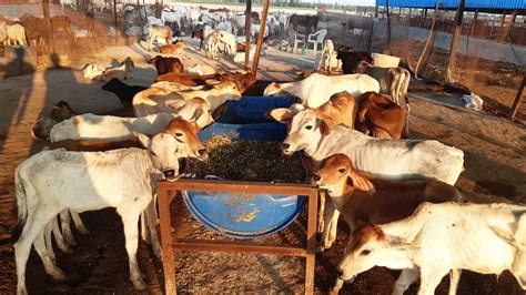 Lack of food and water kills three cows in Rawal Goshala - Vrindavan Today