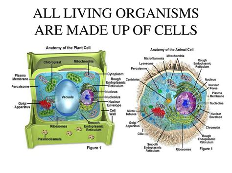 PPT - ALL LIVING ORGANISMS ARE MADE UP OF CELLS PowerPoint Presentation - ID:483404