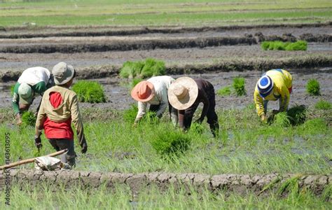 Rice planting, Philippines Stock Photo | Adobe Stock