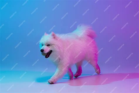 Premium Photo | Portrait of cute white beautiful samoyed dog posing isolated on blue background ...